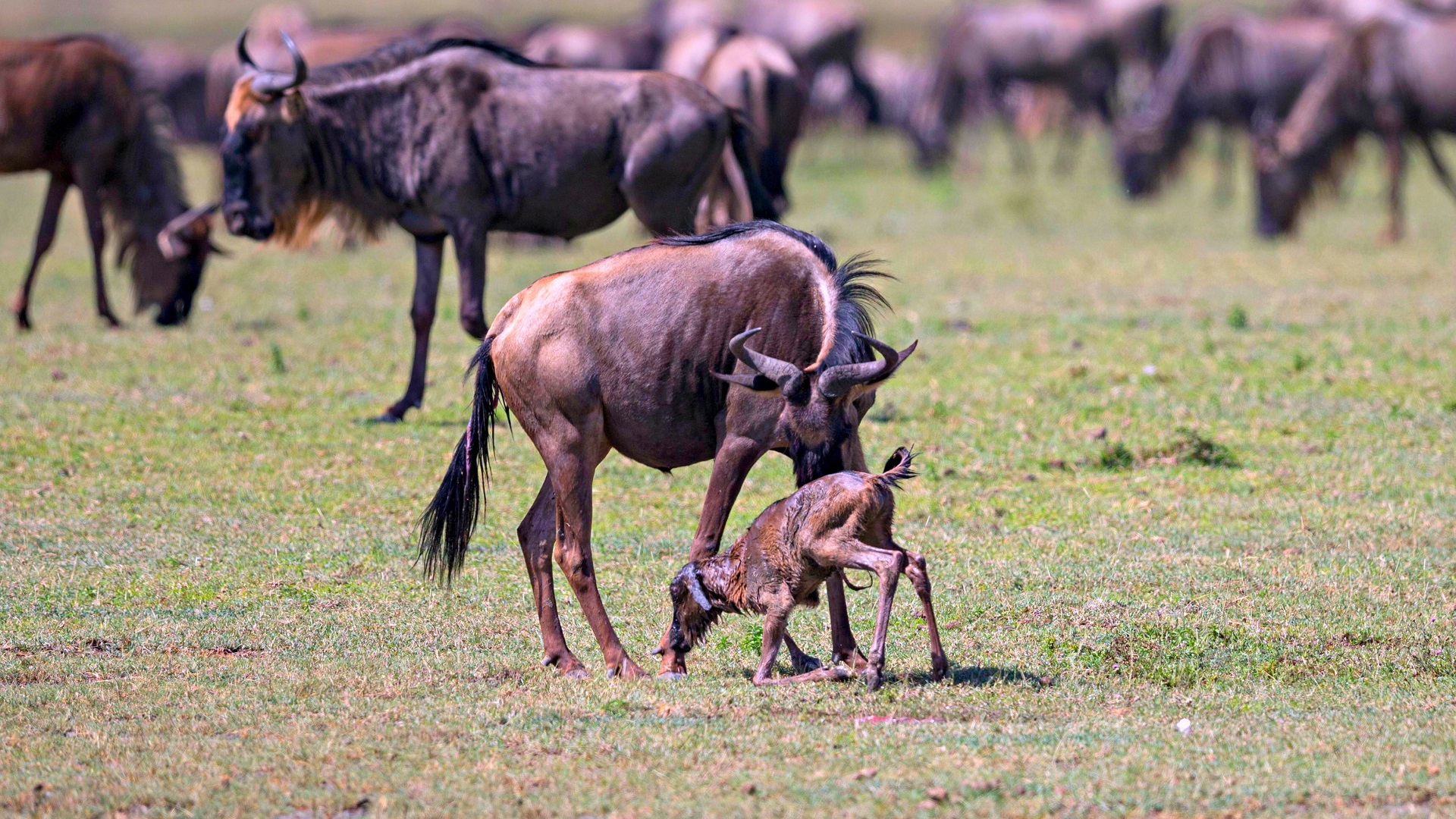 8 Days Ndutu – Wildebeest Calving Season Safari