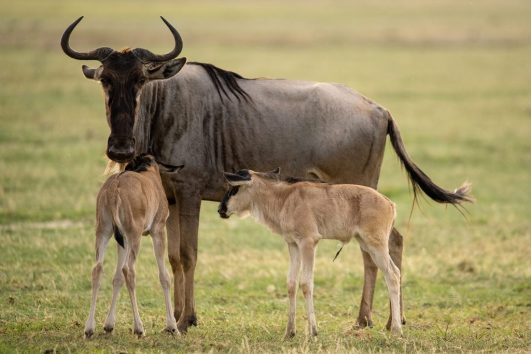 wildebeest with calves twins