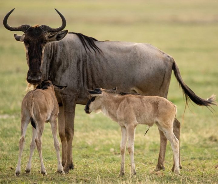 wildebeest with calves twins