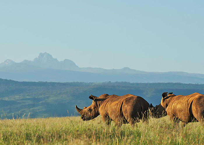 Wildlife and Vegetation