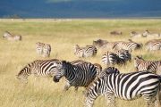 1 Day Serengeti safari