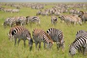 1 Day Serengeti safari